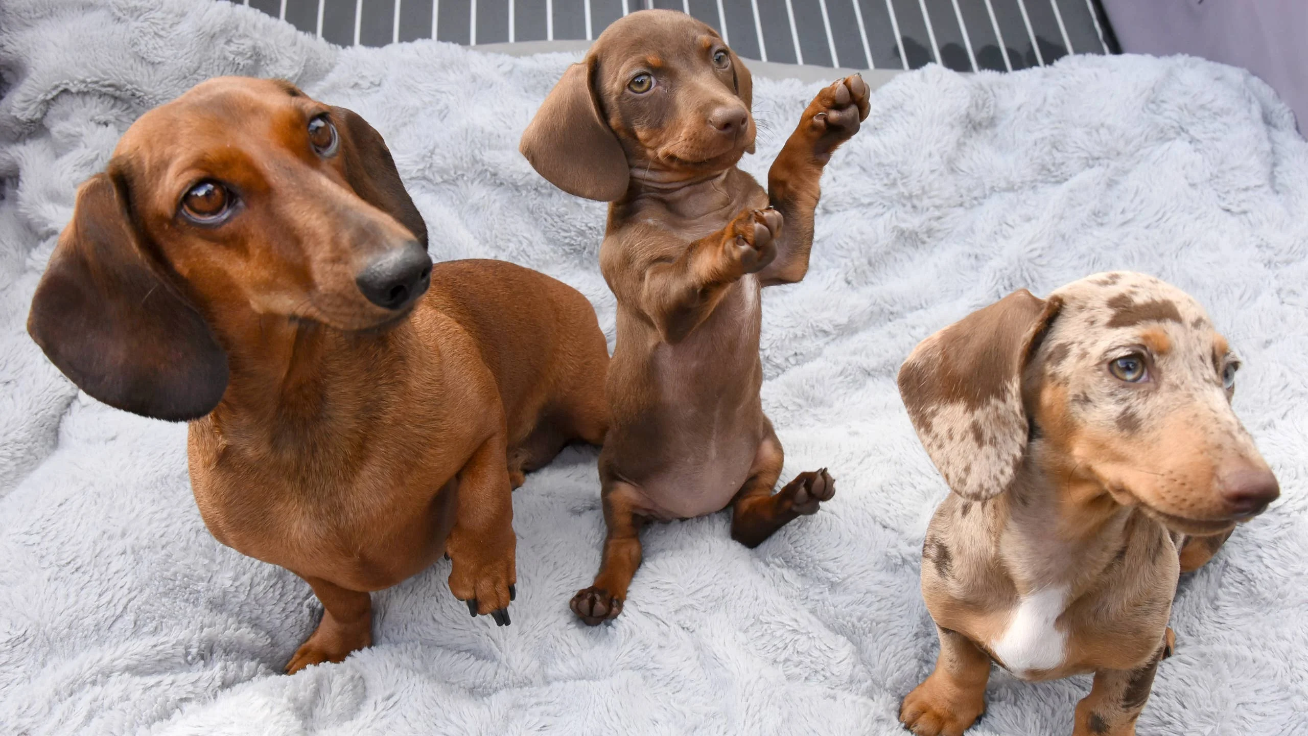 Dachshund puppies bij Engel Pups